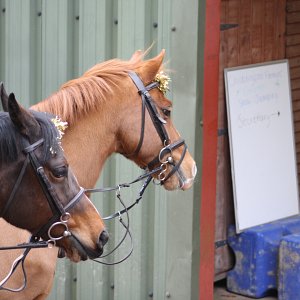 Chiddingfold Farmers Pony Club Gallery